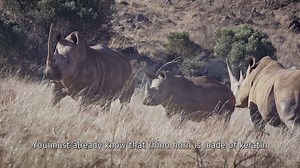 Adult #rhinos have no predators – except for man. Together, we can end poaching by stopping the demand for rhino horn. http://bit.ly/2xl6xM5 #WorldRhinoDay | African Wildlife Foundation