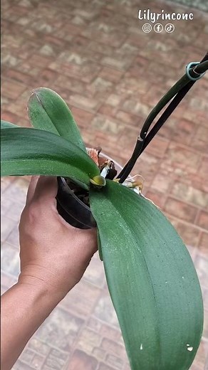 This is THE BEST SIGN to transplant your orchids 🌿 #orchids #shorts #phalaenopsis #orchid