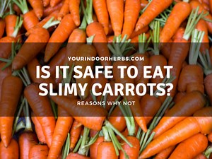 Is It Safe to Eat Slimy Carrots? (Are They Bad?) | Your Indoor Herbs and Garden