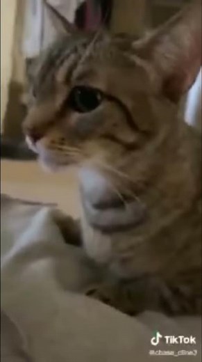Travy Catty