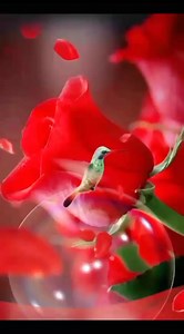 For you....!❤ | World Paradise