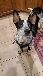 Sandy Paws Rescue Inc. on Reels | Facebook