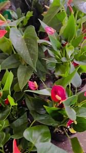Healthy anthurium plants for sale 🪴 | ponnappan.in