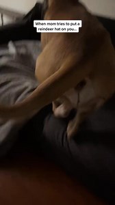 How do you get your dog to wear costumes #nope #nottoday #fyp #YellowstoneTV #bowsersworld #ChevyEVSongCon | bowserthemastiff