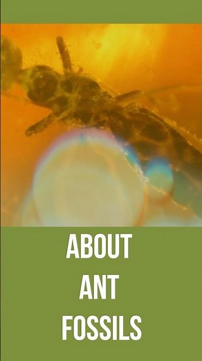 Ant fossil traces or where to find them - Sneak peek of How did ants evolve