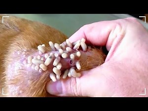 Removing Popping huge From Dogs - AMAZING Pimple Popping Animals Compilation