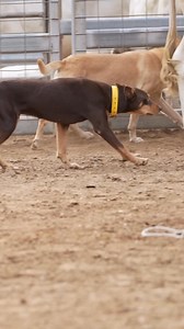 10K views · 562 reactions | What a dog! 朗 I’m a sucker for a Red and Tan working Kelpie  #workingdog #herdingdog #stockdog #workingkelpies #australianworkingkelpie #balancedstockhandling | Stock Chick Films | Facebook