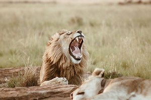 Lion yawning in a grassy field in Africa Rare Gallery wallpaper