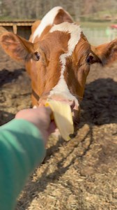 15K views · 250 reactions | It’s a definite maybe on banana peels | Guardians Farm | Facebook