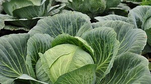 Simak, Cara Tanam Sayur Kol di Dataran Rendah
