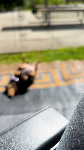 Peaches getting her sunshine today. | Jackie Hendricks