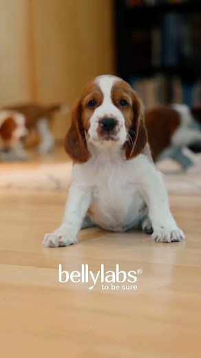 5 weeks of wiggles and wonder! 💛 There’s nothing quite like having a 5-week-old litter at the breeder — it’s a magical stage full of excitement, discovery, poop, and nonstop cuteness! At 5 weeks, these little ones are officially on the move! Wobbly steps are turning into playful pounces, and every corner of their space becomes a new adventure. They’re exploring the world with wide eyes and curious noses, learning how to interact with each other through gentle play, tail wags, and the occasional