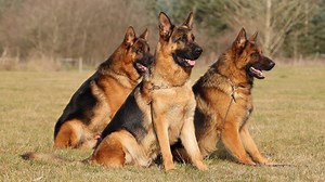 10K views · 320 reactions | Three Handsome Dogs in Perfect Harmony! | Kraftwork K9 Pro German Shepherds | Facebook