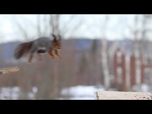 'Flying' Squirrels Captured On Camera