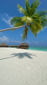 The lush tropical beauty of Meeru Island is all around you. Don't forget to look up! 😉 Our guest @y.xanami.v IG shared her memory's of Meeru Island, Thank you for staying with us 🌴💚 meeru #meeruisland #meeruislandresort #maldives #thesunnysideoflife #wheninmaldives #vacation | Meeru Maldives