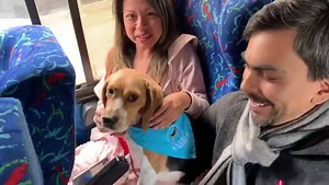 Segunda parte del video con los #BeagleLovers del bus #1 🚌💙 #PaseoAniversario 🐶😍💙 #BeagleClubPeru 💙 🇵🇪 | Beagle Club Perú