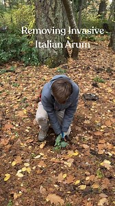 Italian Arum is an invasive plant that grows in the Portland area. It spreads easily through roots, underground root bulbs and by dispersing its seeds in the air. Make sure you wear gloves for this one! It's important to remove the soil around the plant so you don't miss any bulbs or dropped seeds. We recommend digging a large hole around the plant, lifting the plant and soil into a plastic bag, then disposing of it in the city trash. City of Portland guidelines require that you don't compost th