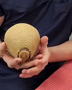 Armadillos have their own inbuilt armour! 😄🤩 | Furry Tails