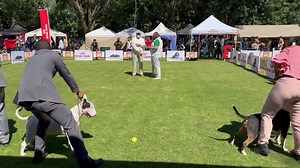 Mejor de Raza Bull Terrier Specialty Winners Show 2023 Federación Canófila Mexicana, A.C. Perros Pura Sangre #SpecialtyWinnersShow2023 #FederaciónCanofilaMexicana #PerrosPuraSangre #SomosPerrosPuraSangre | Perros Pura Sangre