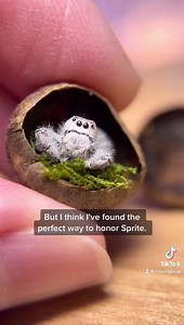 1.7M views · 54K reactions | A proper send-off for dear Sprite.  | Chasing Bugs with Danae Wolfe | Facebook