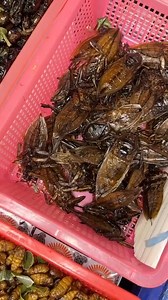 THAI C0CKROACH THEY SAY 😅 | Thailingual PH