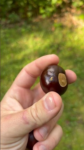 Have you seen this tree 🌳