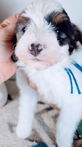 1.5K views · 17 reactions | Komet (Blue Collar -Male ) Mini Bernedoodle 6.5 weeks old  Tri Merle Parti Coloring and he is such a unique and beautiful soft coat. Komet is such a happy-go-lucky puppy who loves to play, crawl in my lap and give lots of kisses. He loves kids and is always so happy to follow us everywhere. You can't help but fall in love with him. For more information please visit our website, www.copperstonefarm.com | Copperstone Farm Doodles and Poodles | Facebook