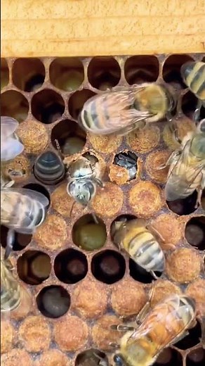 New life of worker bee emerging from the Beecell 🐝#Arjunbesthoneybee
