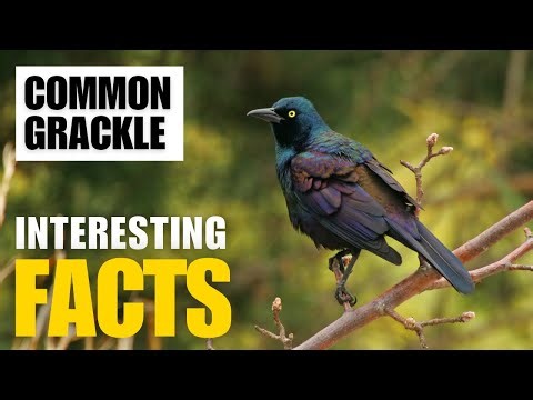 How to Uncover the Fascinating Facts of Common Grackle | Interesting Facts | The Beast World