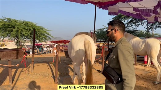 Virk Stud Farm at Pushkar Fair | Gurdev Photographics