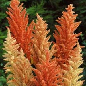 Golden Giant Grain Amaranth Seeds - Etsy Canada