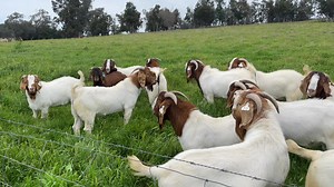 Pacifica 2021 bucks growing out nicely | Pacifica Boer Goat Stud
