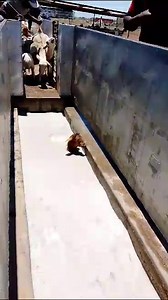 🎥 Commitment to Health: Bosvelder Sheep; Boerebok and Savanna Goats 🐐 🌿 At TUTIMOMO, we place the highest priority on the health and well-being of all our animals, and this commitment extends across all breeds, including our robust Boerebok; graceful Savanna Goats and resiliant Bosvelder Sheep seen in this video. Dive into our world with these videos showcasing the essential dipping process. Whether it's our sturdy Boerebok or our resilient Savanna Goats & Bosvelder Sheep, each dip is an inte