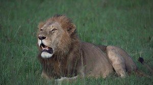 39K views · 1.9K reactions | Maasai Mara Wildlife Conservancies Association on Reels | Facebook