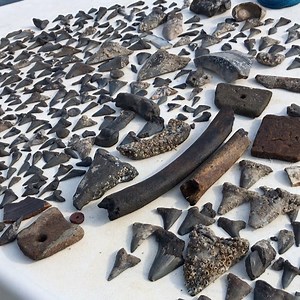 4.5K views · 269 reactions | Amazing day scuba diving 錄 Tag someone who loves fossils! * * * * #fossils #fossilhunting #blackwaterdiving #blackwater #cooperriver #peaceriver #sharksteeth #sharkteeth #bones #boating #scubadiving #adventureisoutthere #tuesdayvibes #motivation #success #positive #love #relic #history #megalodon #greatwhiteshark #treasures #treasureseeker #crazy #finds #nuggetnoggin #diver #discovery #underwater #photography | Nugget Noggin | Facebook