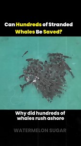 17K views · 222 reactions | Mysterious Mass Whales Stranding Near Western Australia 樂 | Watermelon Sugar | Facebook