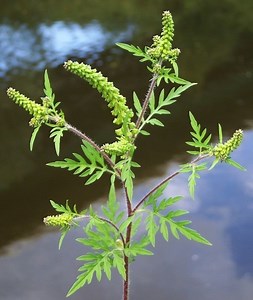 Ambrosia artemisiifolia - Alchetron, the free social encyclopedia