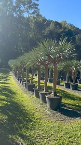 Dragon Trees For Sale 🌳 | Heritage Acres
