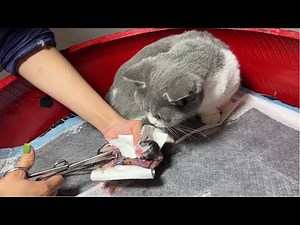 Cat Giving Birth: Cat Gives Birth To Kittens - Part 1.