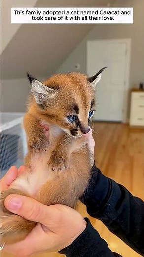 This family adopted a cat named Caracal and took care of it with all their love.