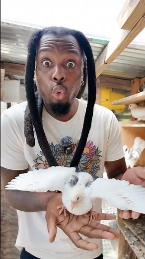 New generation viral Kabutar pigeon ❤️🕊️ #explorepage #pigeon #bird #kabutar #kabootar #petsvlog