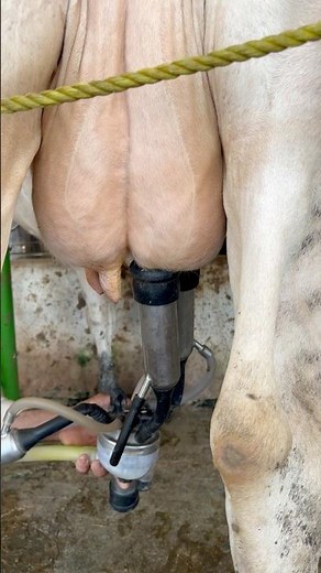 Full Cow Milking Process Step by Step