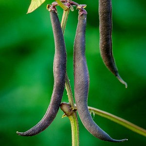 Dwarf French Bean 'Purple Teepee'