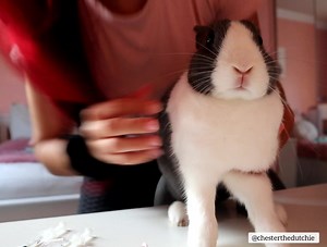 Chester wanted to show all his friends just how good he takes his meds 😍 Our medication time is filled with lots of kisses and treatos after. 🐰 - - - - - - - - - - - - - - *Currently selling Chester calendars 2022 to help with his yearly medical expenses. Please send me a message if you'd like to support us!* ~ Instagram: https://www.instagram.com/chesterthedutchie/ Merch: https://teespring.com/stores/my-store-10377769 YouTube: https://youtube.com/channel/UCzQKt15QdAyqONtvNXqPGQg | Chester the