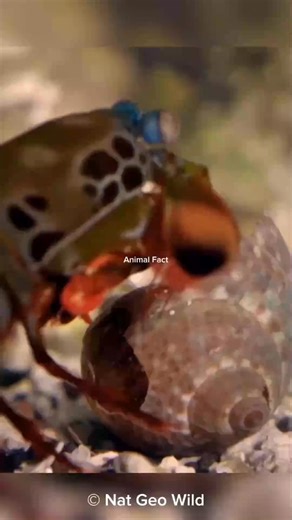 Mantis Shrimp ｜ A Deadly Boxer in The Ocean #fblifestyle | Malig Bianca