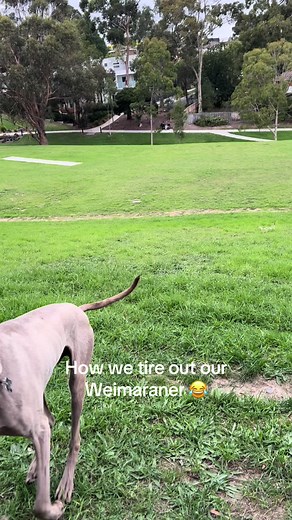 How to Tire Out Your Energetic Weimaraner