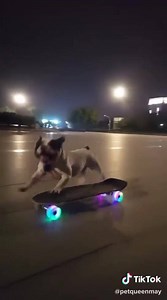 163K views · 3.5K reactions | Perritos en patinetas FOR LIFE.  | TikTok | Facebook