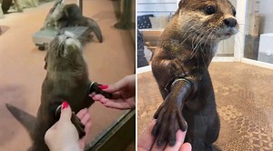 These Encounters Allow People To Hold Hands With Otters
