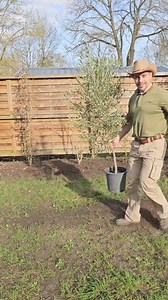 TUTO : Plantation Olivier 🫒🌿 #tutorial #plantation #olivier #arbre #avenir #future#simple #Efficace #jardin #nature | Indiana José