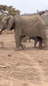 160K views · 4.7K reactions | Elephant baby, just 24 hours old! Being...